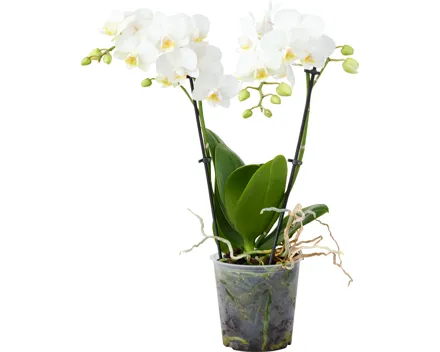 Orchidee Phalaenopsis