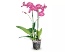 Orchidee (Phalaenopsis), 2 Rispen, verschiedene Farben, Topf Ø 12 cm