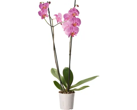 Orchidee Phalaenopsis