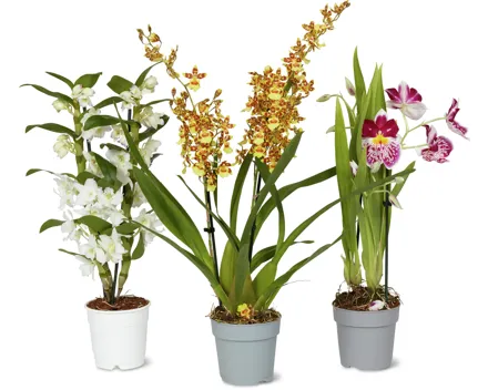 Orchideen Mix
