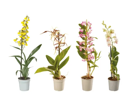 Orchideen Mix