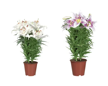 Orientalische Lilien