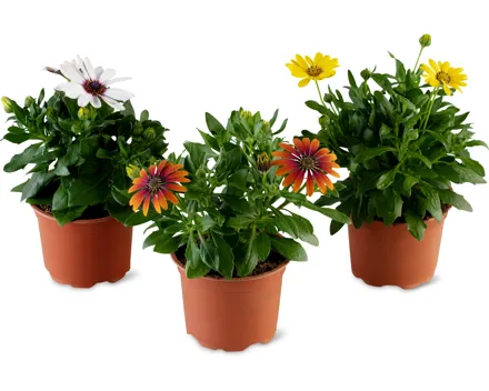 Osteospermum