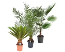 Outdoor Palmenmix/Strelitzie