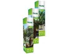Palmenmix in Faltschachtel
