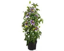 Passiflora Pyramide T19