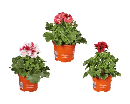 Pelargonium grandiflorum