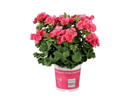 Pelargonium «Pretty Little»