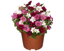 Petunia Trio