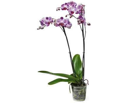 Phalaenopsis 2 Rispen