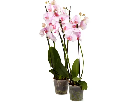 Phalaenopsis 2 Rispen, 2er-Set