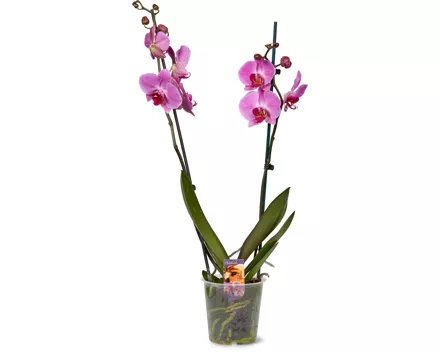 Phalaenopsis 2 Rispen