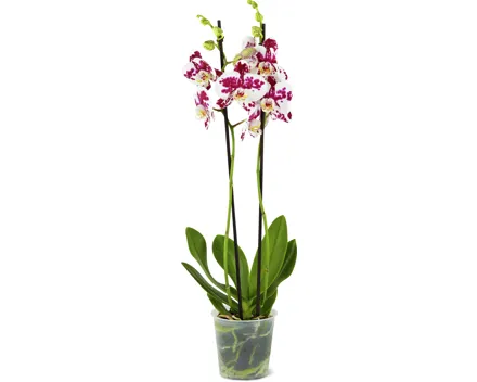 Phalaenopsis 2 Rispen