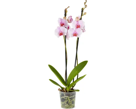 Phalaenopsis 2 Rispen