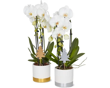 Phalaenopsis 2 Rispen