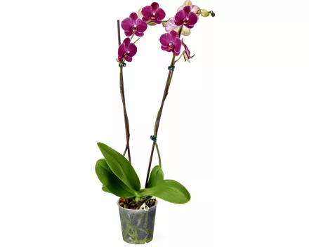 Phalaenopsis 2 Rispen