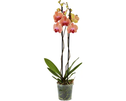 Phalaenopsis 2 Rispen