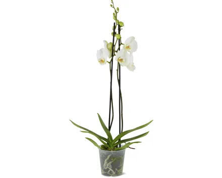 Phalaenopsis 2 Rispen