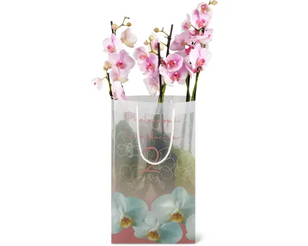 Phalaenopsis 2 Rispen