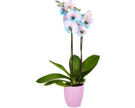 Phalaenopsis 2 Rispen, mit Übertopf