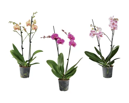 Phalaenopsis 2 Stieler