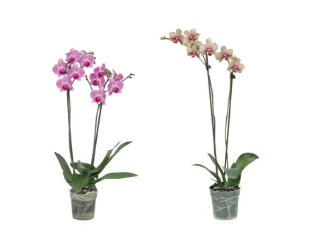 Phalaenopsis 2-Stieler