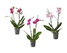 Phalaenopsis 2-Stieler