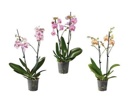 Phalaenopsis 2-Stieler