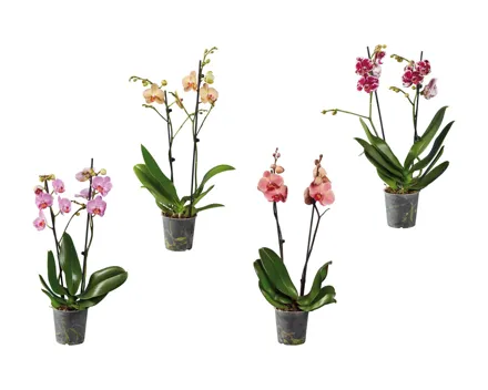 Phalaenopsis 2-Stieler