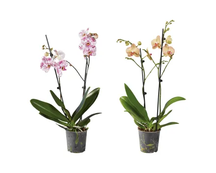 Phalaenopsis 2-Stieler