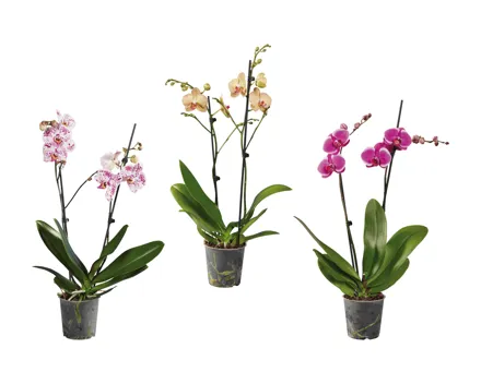 Phalaenopsis 2-Stieler