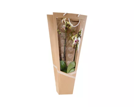 Phalaenopsis 2-Stieler im Display Design