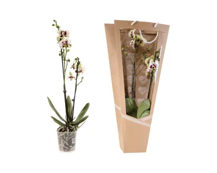 Phalaenopsis 2-Stieler im Display Design