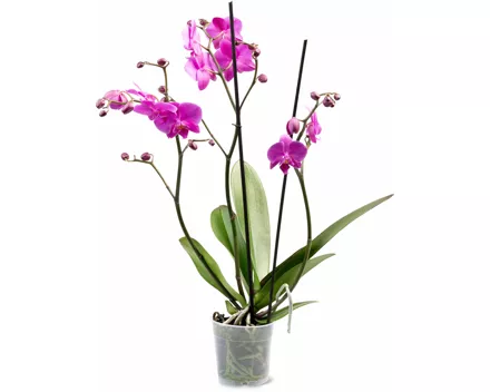 Phalaenopsis 3 Rispen