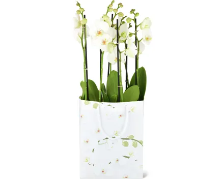 Phalaenopsis 3 Rispen, 2er-Set