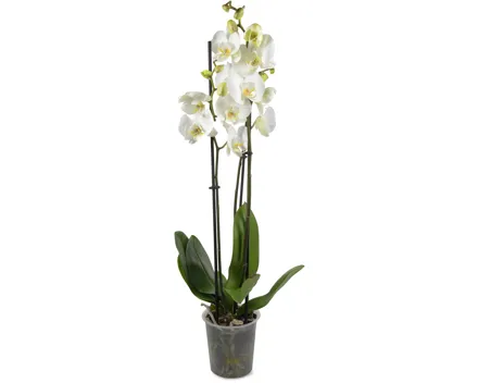 Phalaenopsis 3 Rispen