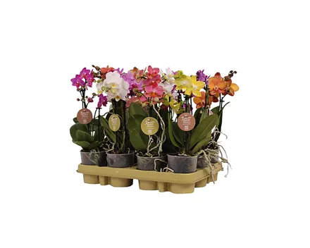 Phalaenopsis