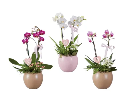 Phalaenopsis-­Arrangement im Kugeltopf