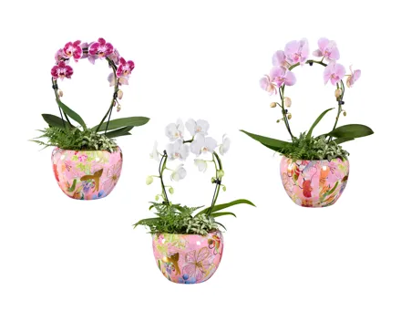 Phalaenopsis Arrangement im Trendtopf