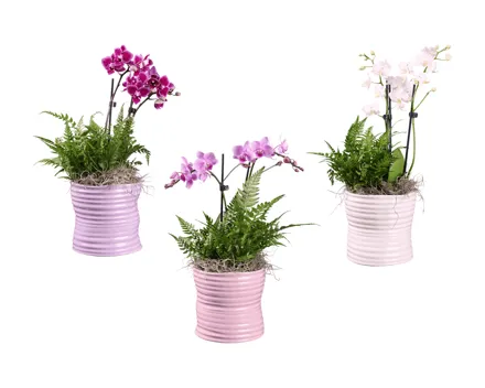 Phalaenopsis Arrangement im Zinktopf