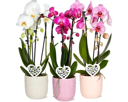 Phalaenopsis Cascade, 2 Rispen