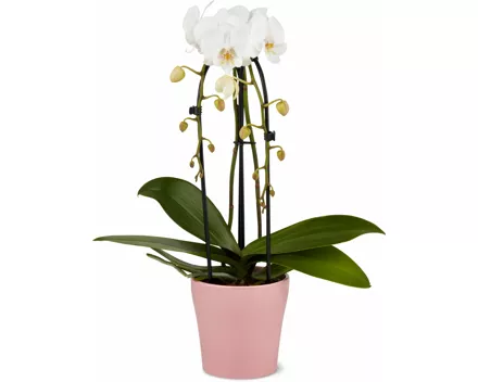 Phalaenopsis Cascade, 2 Rispen