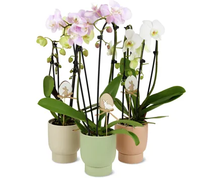 Phalaenopsis Cascade 2 Rispen