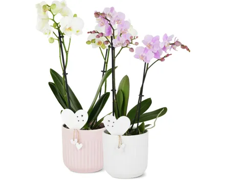 Phalaenopsis Festtag Valentin, 2 Rispen