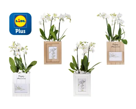 Phalaenopsis in Foto-Box