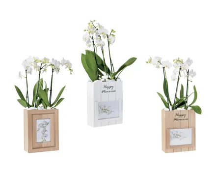 Phalaenopsis in Foto-Box