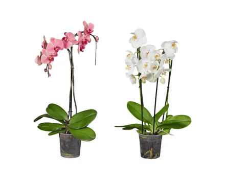 Phalaenopsis in Sonderformen