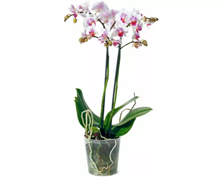 Phalaenopsis multiflora 2 Rispen