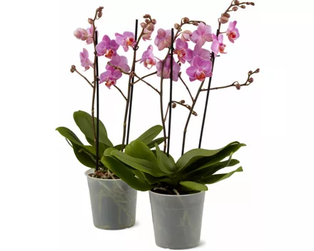 Phalaenopsis multiflora 2 Rispen