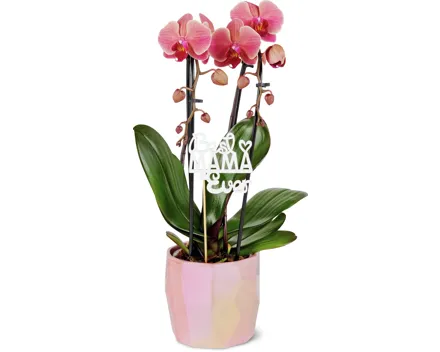 Phalaenopsis Muttertag, 2 Rispen